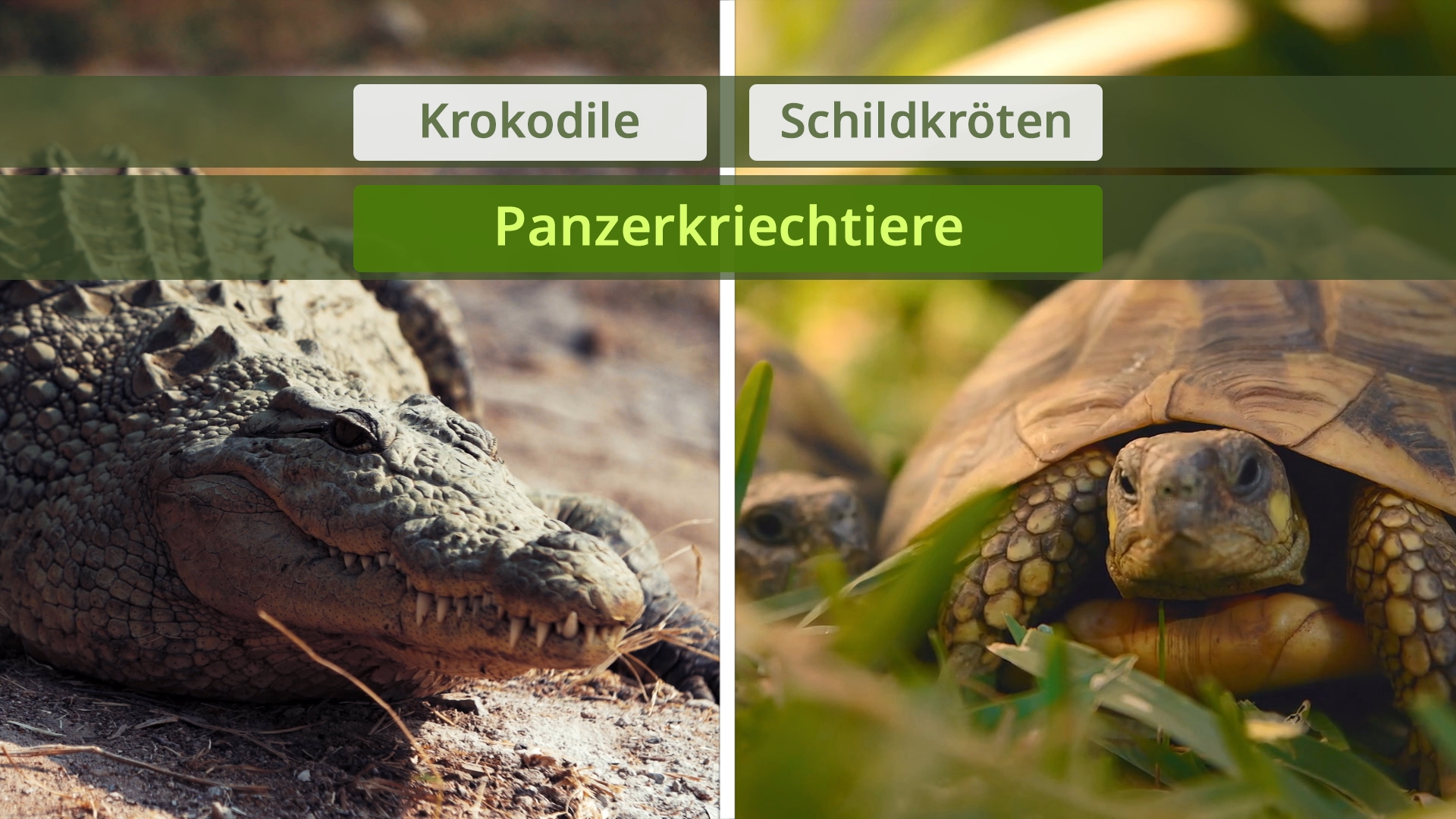 Nahaufnahme eines Krokodils links und einer Schildkröte rechts mit den Überschriften 'Krokodile', 'Schildkröten' und 'Panzerkriechtiere'