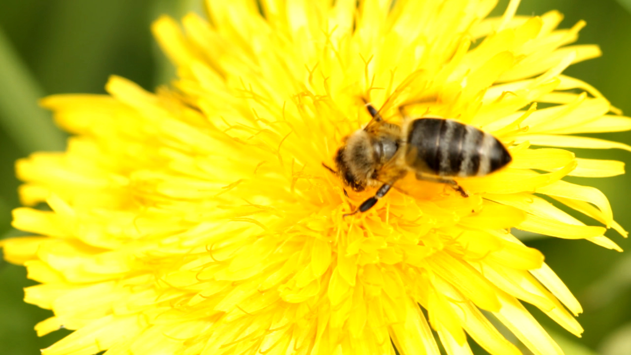 Eine Biene sitzt auf einer gelben Löwenzahnblüte.
