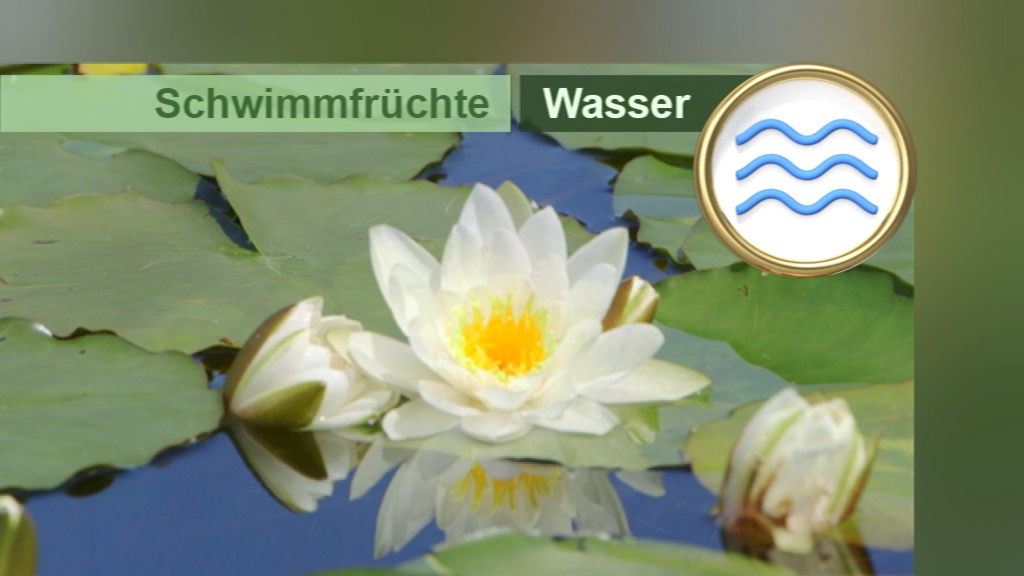 Weißes Seerosenblüten auf Wasser mit grünen Blättern, beschriftet mit 'Schwimmfrüchte' und 'Wasser'.