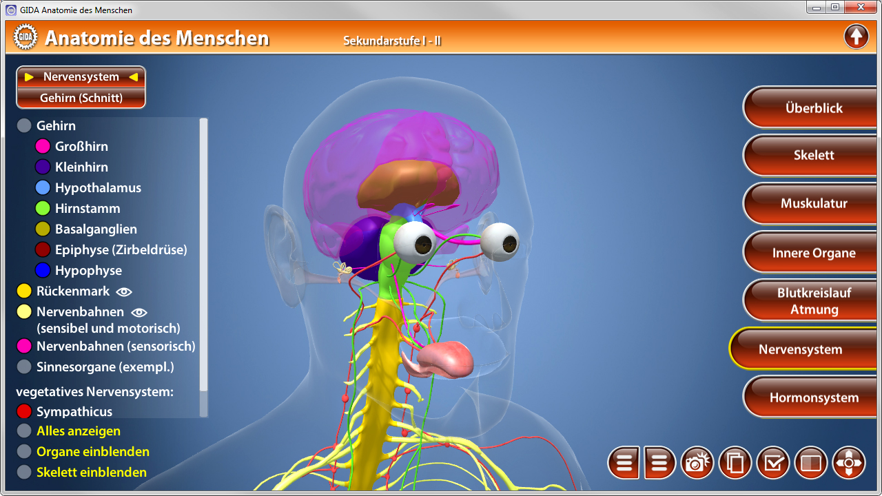 Interaktive Darstellung des menschlichen Nervensystems mit Gehirn und Rückenmark.