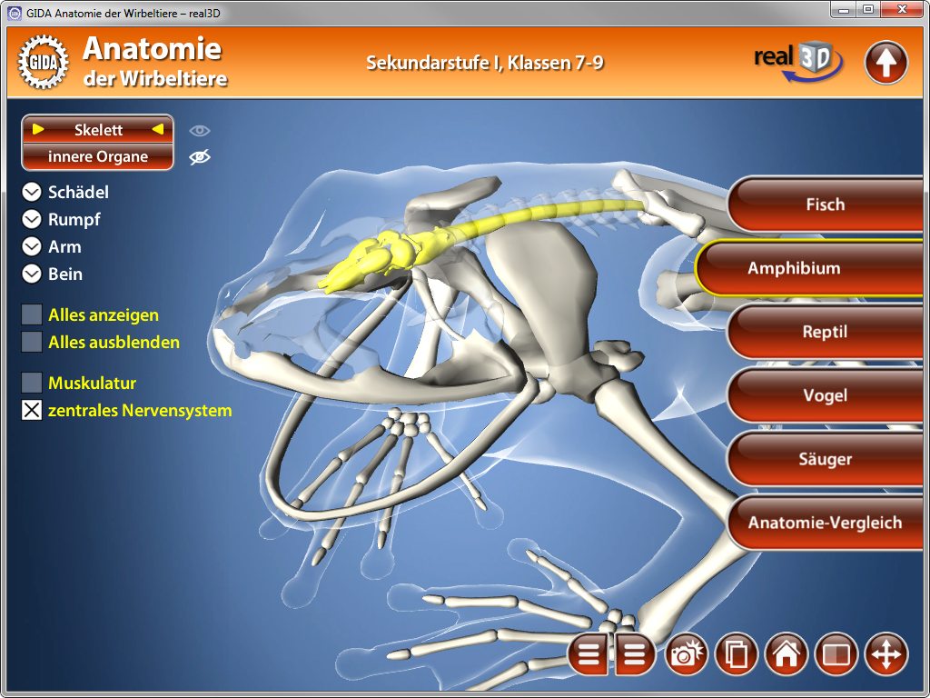 3D-Darstellung des Skeletts eines Wirbeltieres mit hervorgehobenen inneren Organen und dem zentralen Nervensystem.