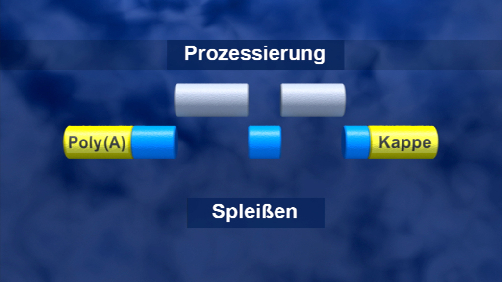 Diagramm zur Prozessierung von RNA mit Poly(A) und Kappe, zeigt die Splicing-Mechanismen.