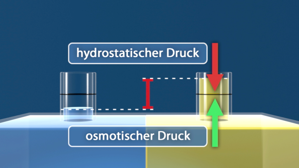 Diagramm, das den Unterschied zwischen hydrostatischem Druck und osmotischem Druck zeigt, mit Pfeilen zur Veranschaulichung der Druckrichtungen.