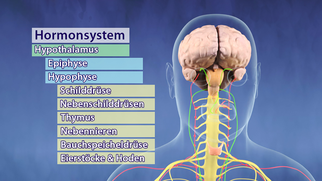 Diagramm des Hormonsystems mit den wichtigsten Drüsen: Hypothalamus, Epiphyse, Hypophyse, Schilddrüse, Nebenschilddrüsen, Thymus, Nebennieren, Bauchspeicheldrüse, Eierstöcke und Hoden.