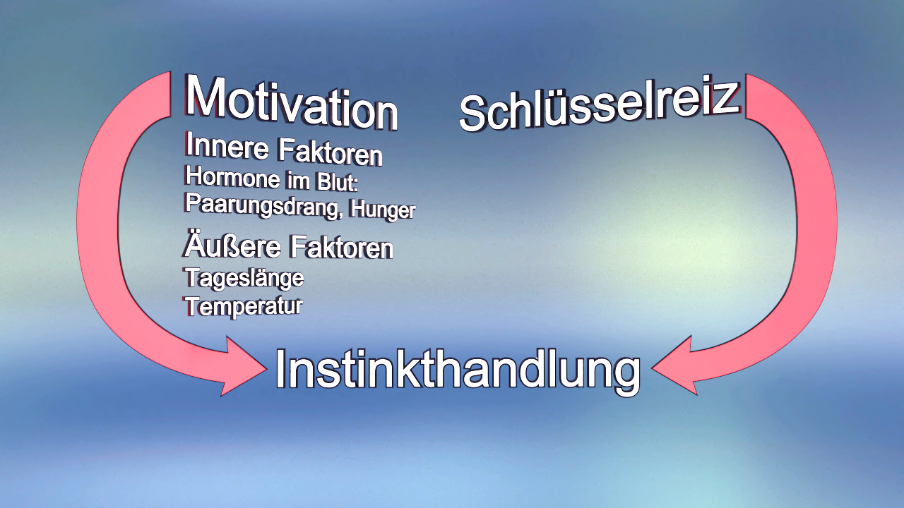 Diagramm, das den Zusammenhang zwischen Motivation, Schlüsselreiz, Instinkthandlung und deren Einflussfaktoren zeigt.