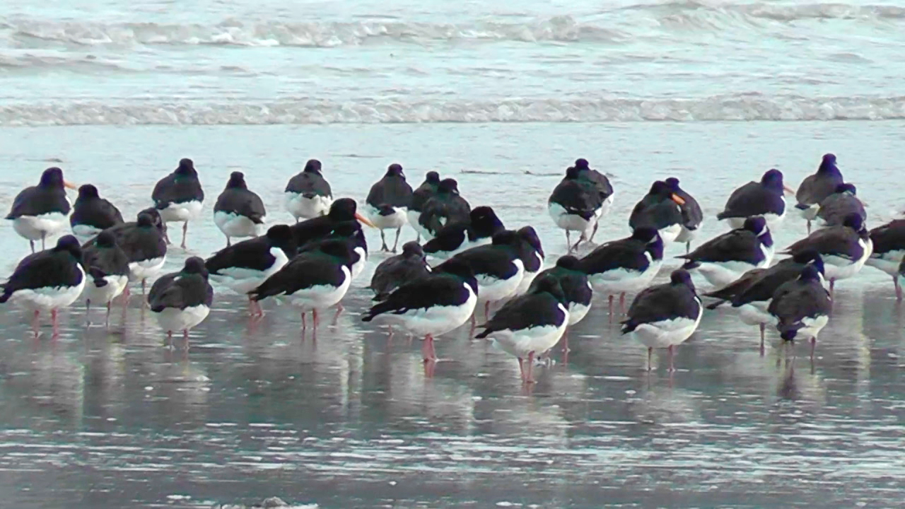 Eine Gruppe von Austernfischern steht am Strand, mit dem Meer im Hintergrund.