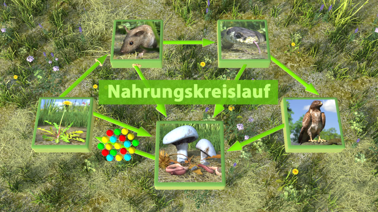 Diagramm des Nahrungszyklus mit Bildern von Tieren und Pflanzen, einschließlich einer Maus, einer Schildkröte, einem Greifvogel und Pilzen.