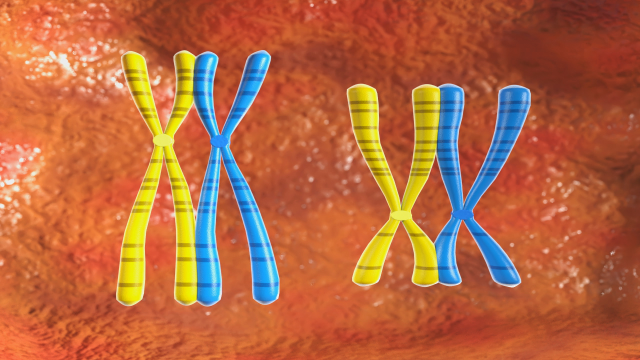Darstellung von Chromosomen in Gelb und Blau auf einem orangefarbenen Hintergrund.