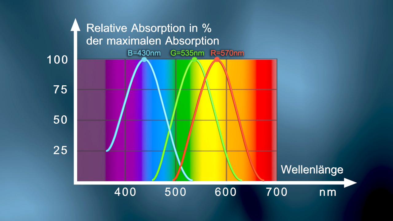 Diagramm zur relativen Absorption in Prozent der maximalen Absorption bei verschiedenen Wellenlängen von 400 bis 700 nm.