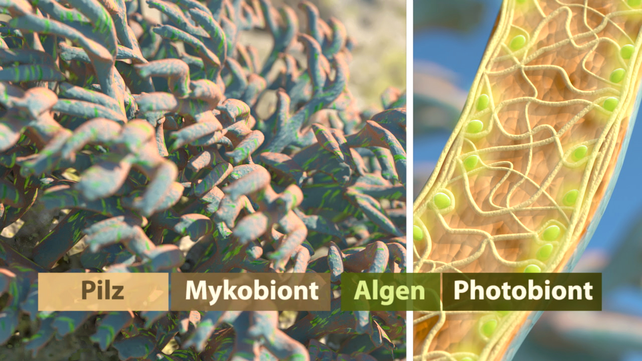 Grafik, die die Symbiose zwischen Pilzen, Mykobioten, Algen und Photobionten darstellt.