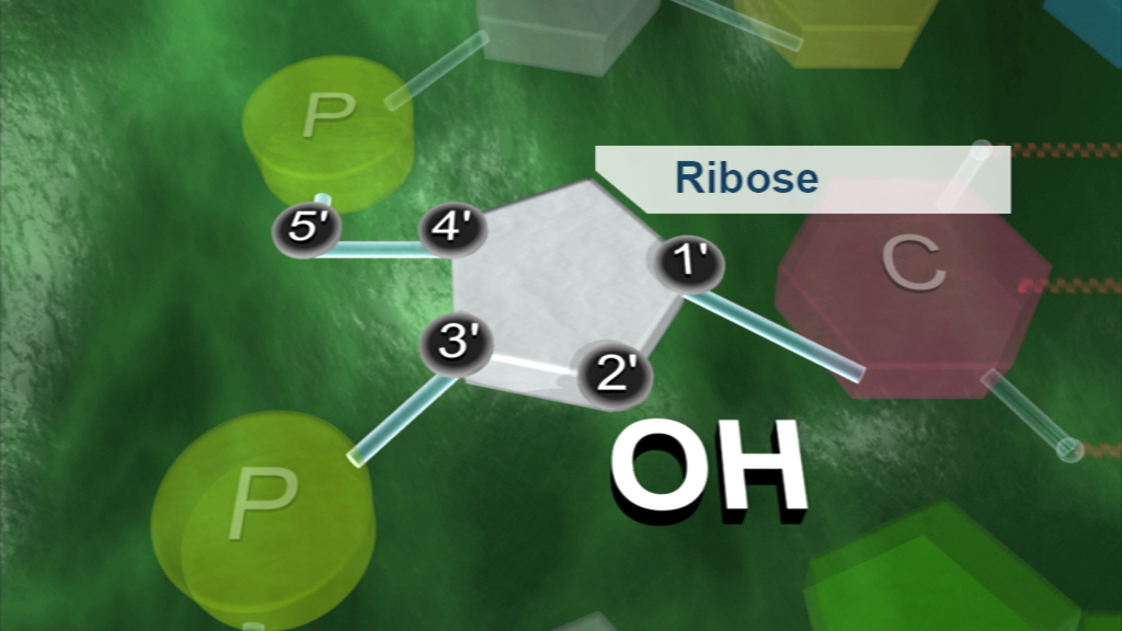 Molekülstruktur von Ribose mit hervorgehobenen Kohlenstoffatomen und Hydroxylgruppe (OH)