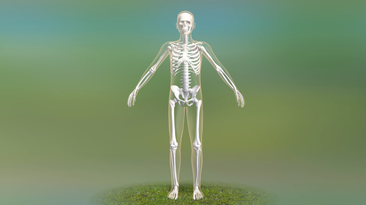 3D-Modell eines menschlichen Skeletts mit ausgestreckten Armen vor einem unscharfen Hintergrund.