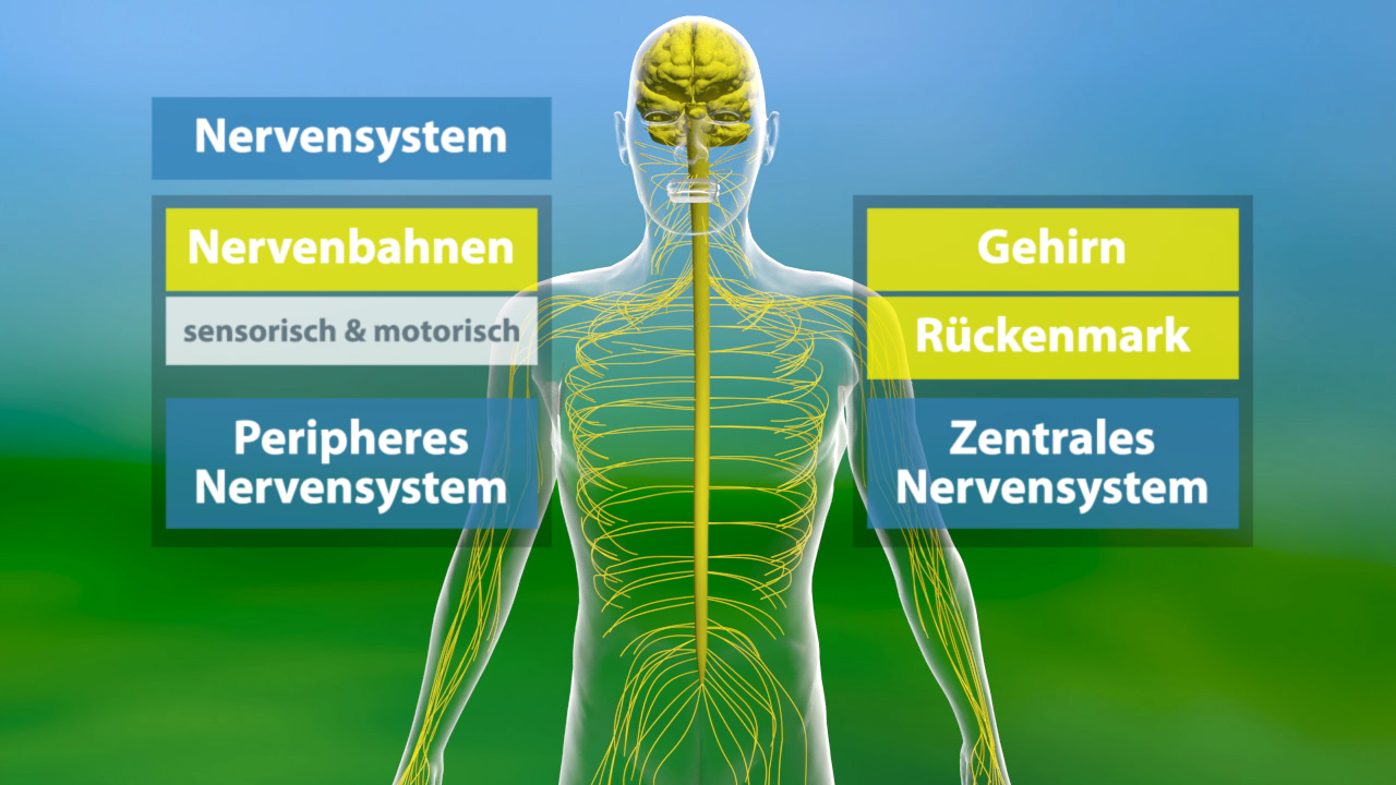 Diagramm des menschlichen Nervensystems mit den Hauptkomponenten: Gehirn, Rückenmark, peripheres und zentrales Nervensystem sowie Nervenbahnen.