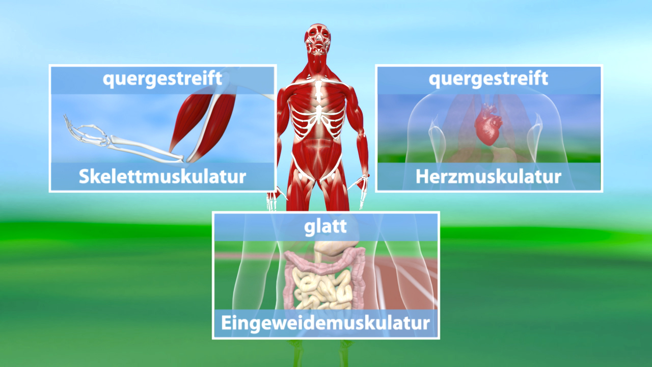Diagramm des menschlichen Körpers mit drei Muskeltypen: Skelettmuskulatur, Herzmuskulatur und Eingewiedemuskulatur.