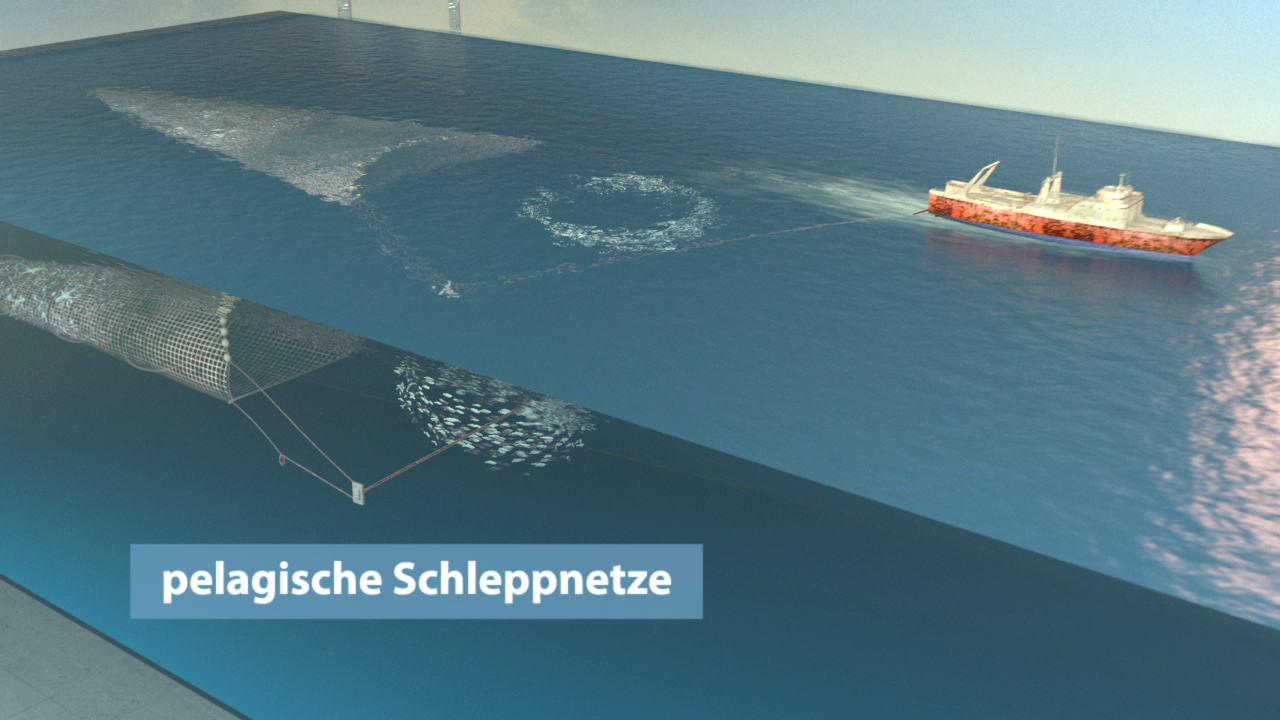 Grafik, die den Einsatz pelagischer Schleppnetze zeigt, mit einem Schiff und einem Netz unter Wasser.
