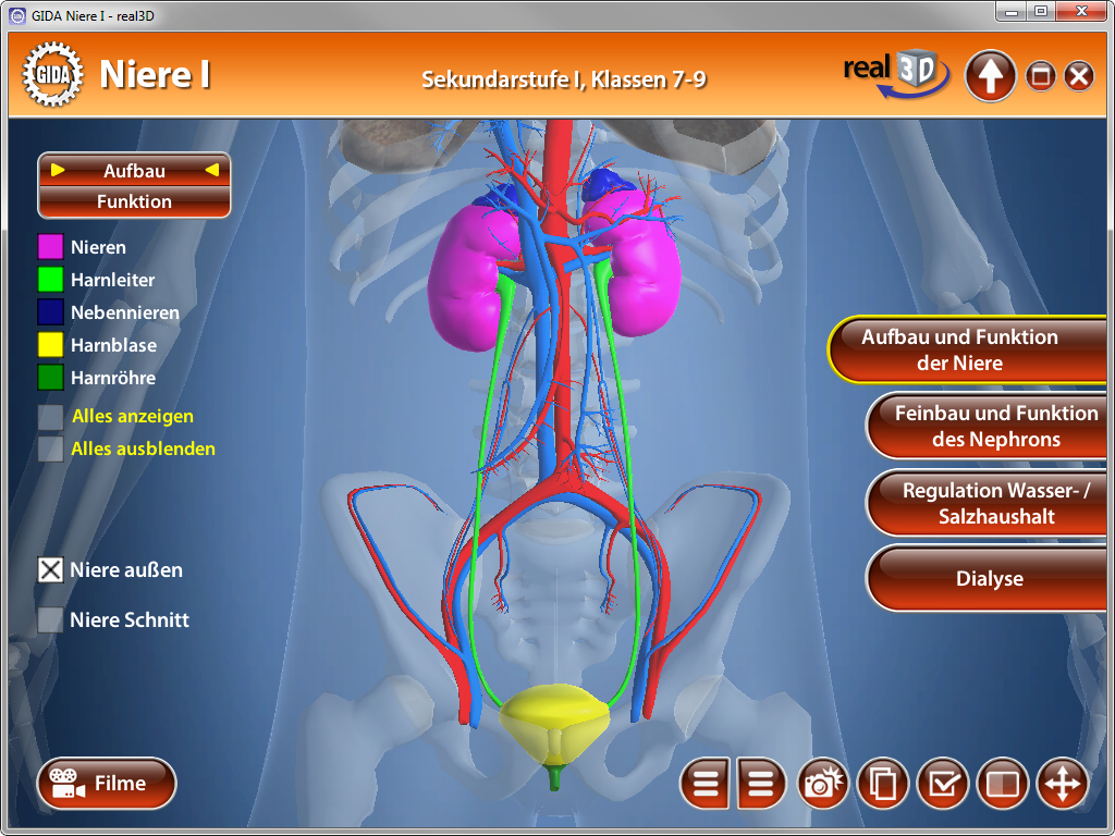 3D-Darstellung der menschlichen Niere mit farbigen Blutgefäßen und Beschriftungen zu Aufbau und Funktion.