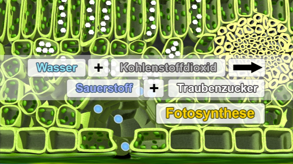 Diagramm der Fotosynthese mit Wasser, Kohlenstoffdioxid, Sauerstoff und Traubenzucker.