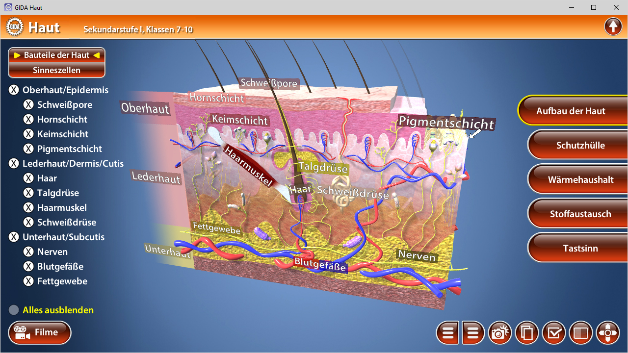 3D-Diagramm der Hautschichten mit Beschriftungen für Oberhaut, Lederhaut, Pigmentschicht und weitere Strukturen.