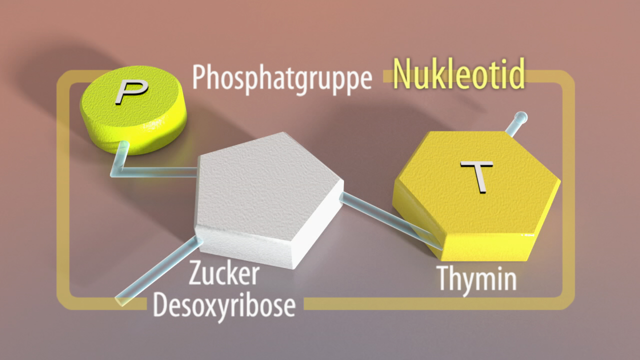 Grafik eines Nukleotids mit Phosphatgruppe, Desoxyribose und Thymidin, beschriftet mit 'Nukleotid'.