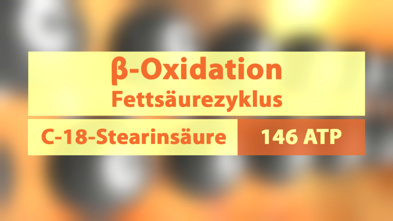 Infografik über die β-Oxidation im Fettsäurezyklus, zeigt C-18-Stearin- und 146 ATP-Produktion.