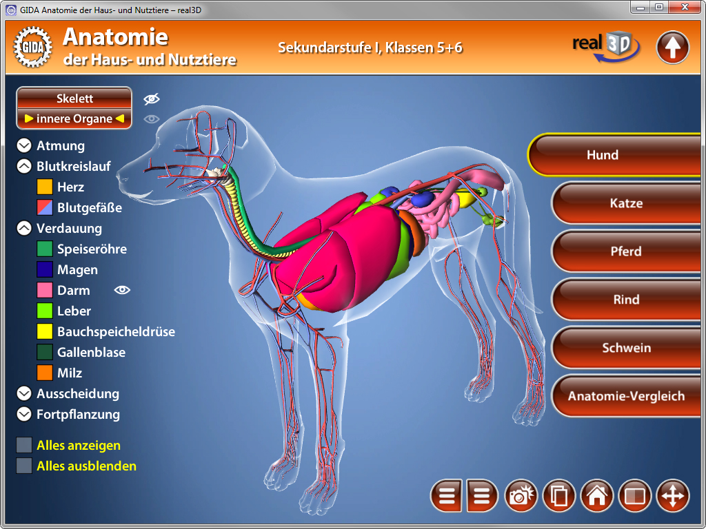 3D-Darstellung der Anatomie eines Hundes mit hervorgehobenen inneren Organen und Kreislaufsystem.