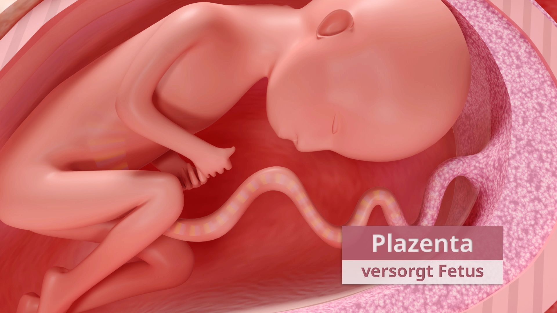 Grafik eines Fetus in der Gebärmutter, mit der Beschriftung 'Plazenta versorgt Fetus'.
