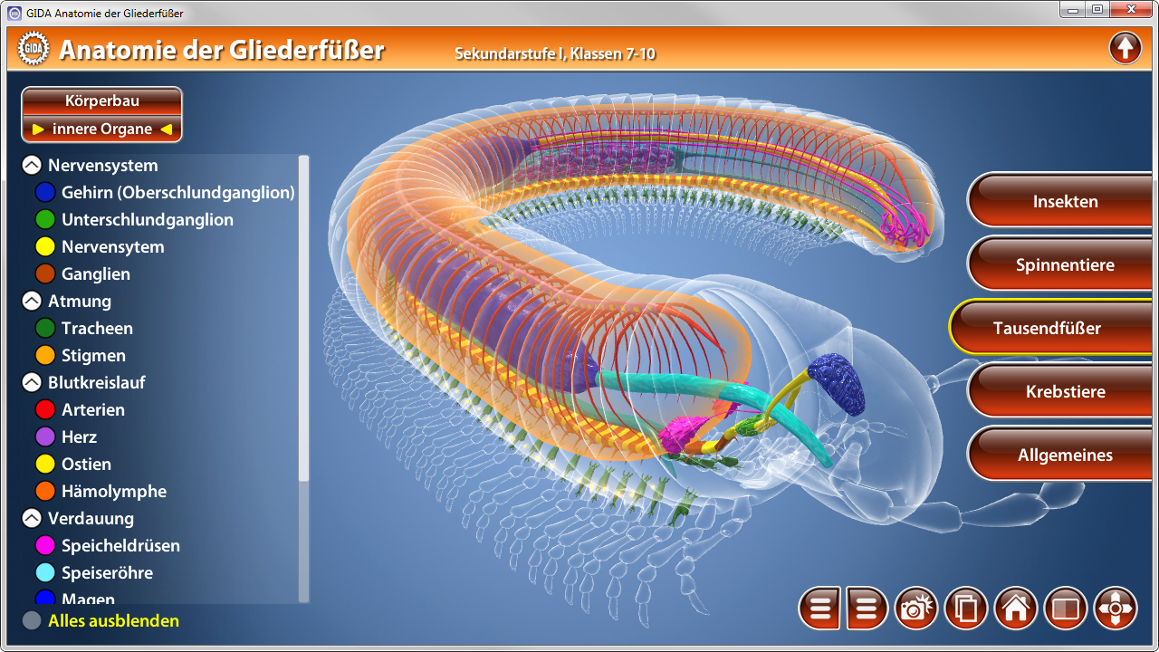 Interaktive Darstellung der Anatomie von Gliederfüßern mit hervorgehobenen inneren Organen und Nervensystem.