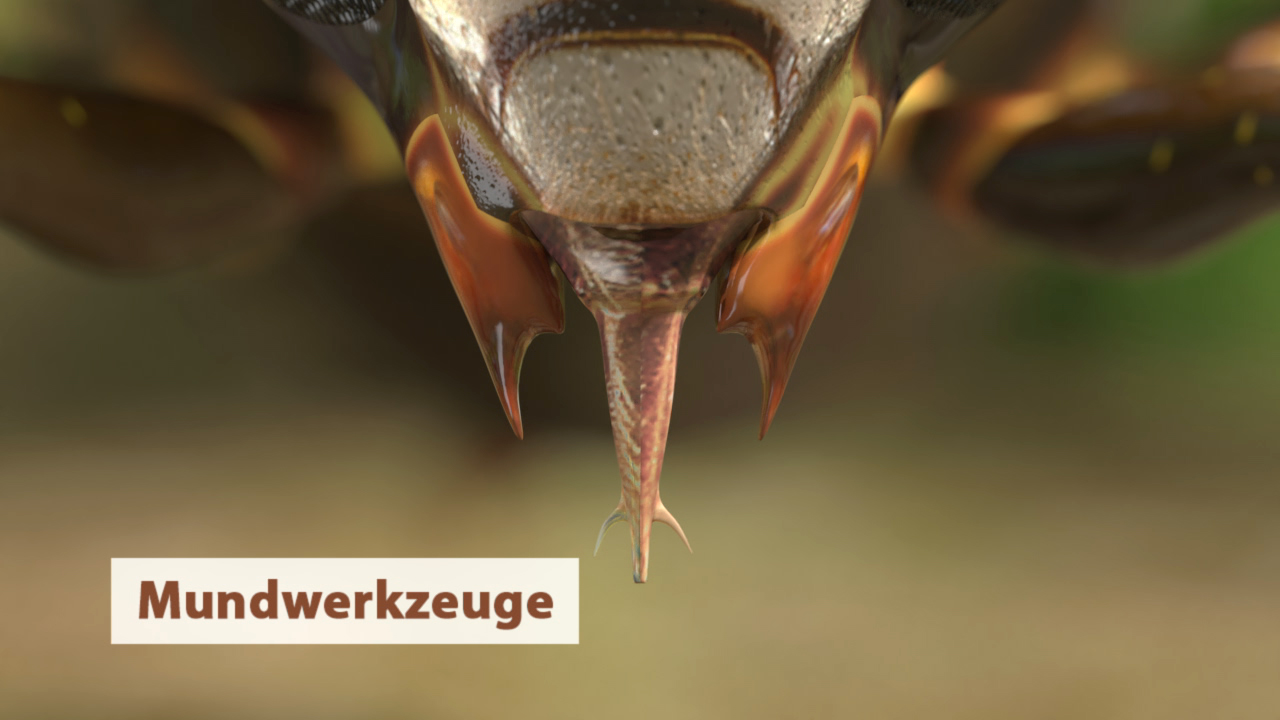 Insekten III - Vielfalt der Insekten