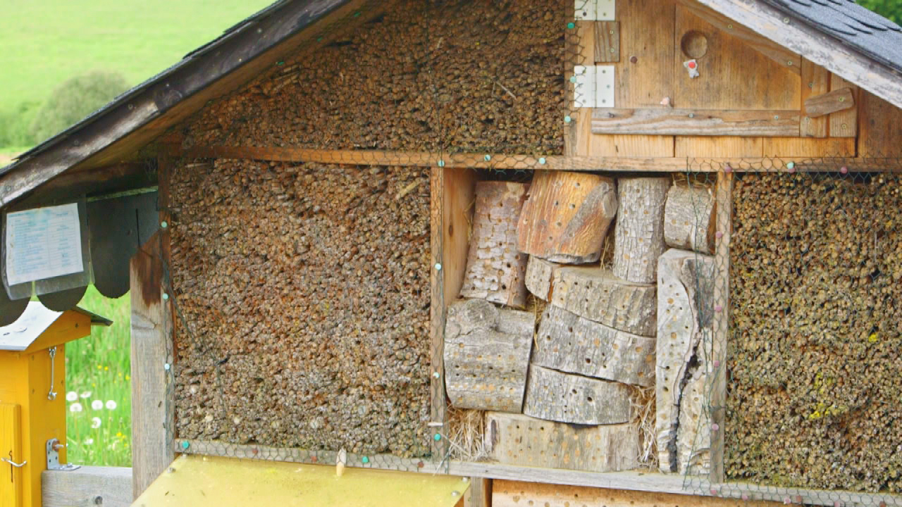 Ein Insektenhotel aus Holz mit verschiedenen Nistplätzen für Wildbienen und andere Insekten.