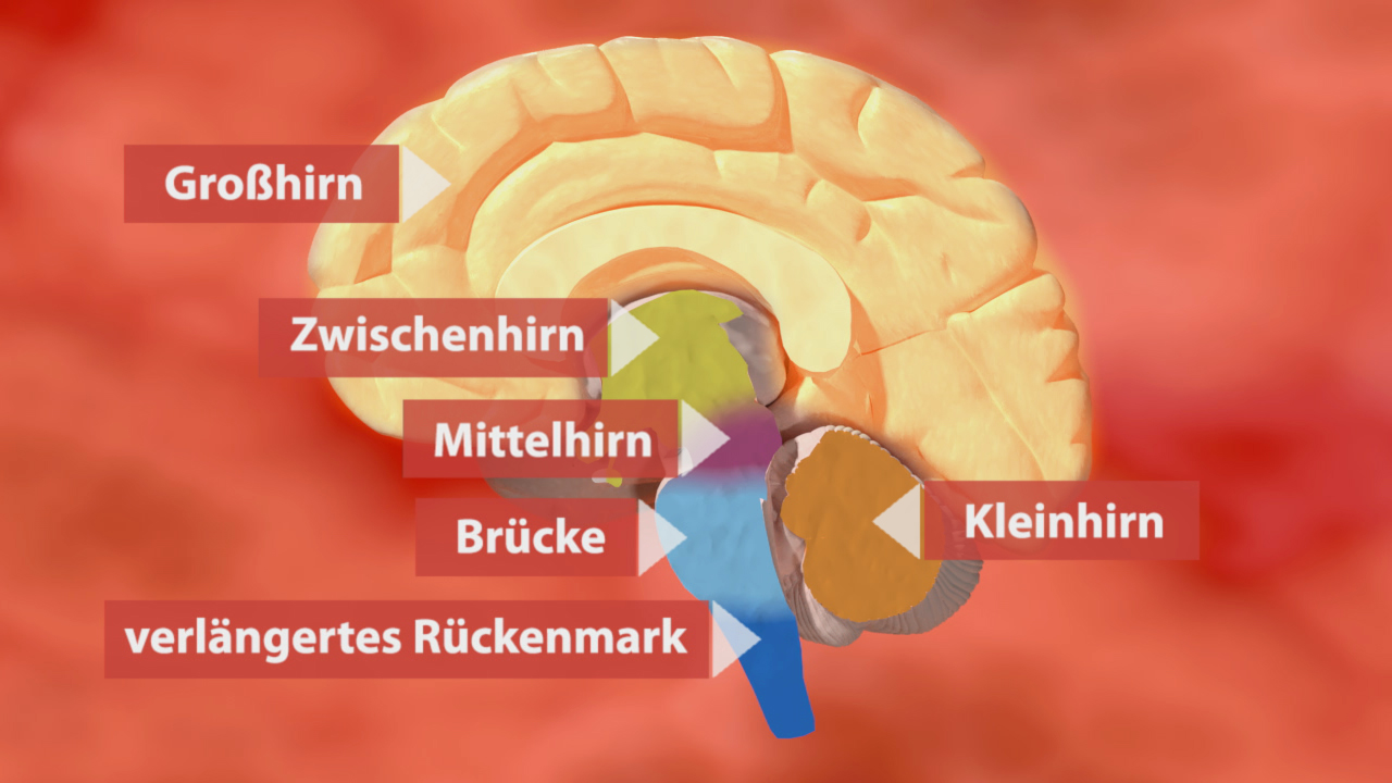Diagramm des menschlichen Gehirns mit beschrifteten Teilen: Großhirn, Zwischenhirn, Mittelhirn, Brücke, Kleinhirn und verlängertes Rückenmark.