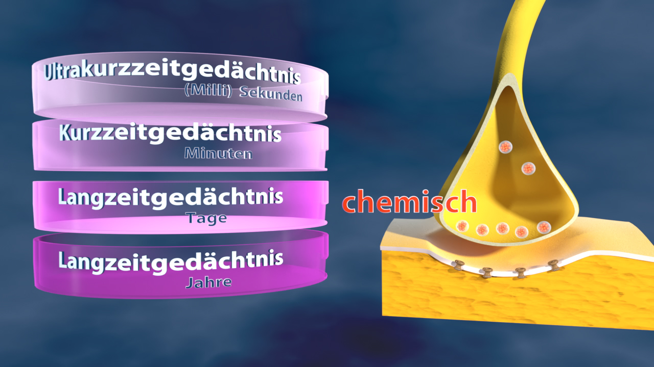 Diagramm der Gedächtnisarten: Ultrakurzzeitgedächtnis (Millisekunden), Kurzzeitgedächtnis (Minuten), Langzeitgedächtnis (Tage und Jahre) mit chemischen Prozessen.