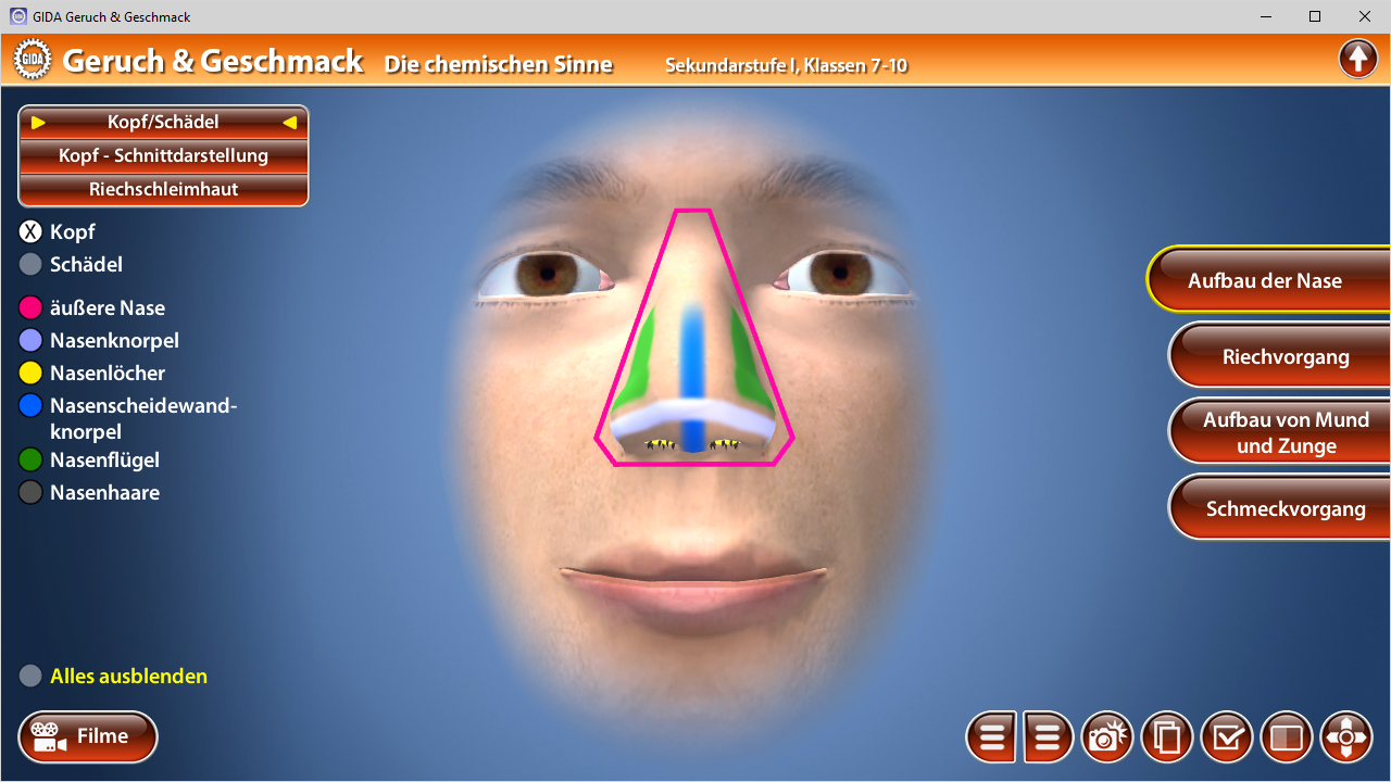 Interaktive Darstellung des menschlichen Gesichts mit Fokus auf die Nase und deren Struktur.