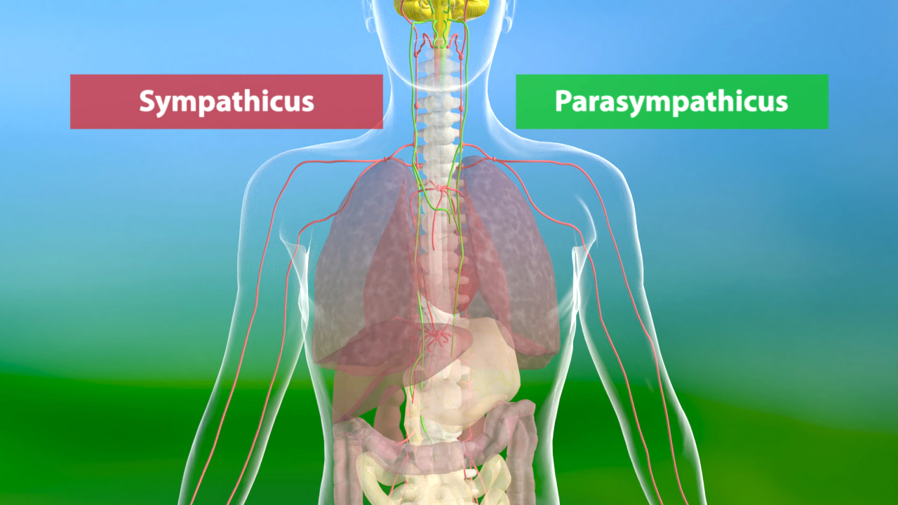 Diagramm des menschlichen Nervensystems mit den Bereichen Sympathicus (rot) und Parasympathicus (grün)
