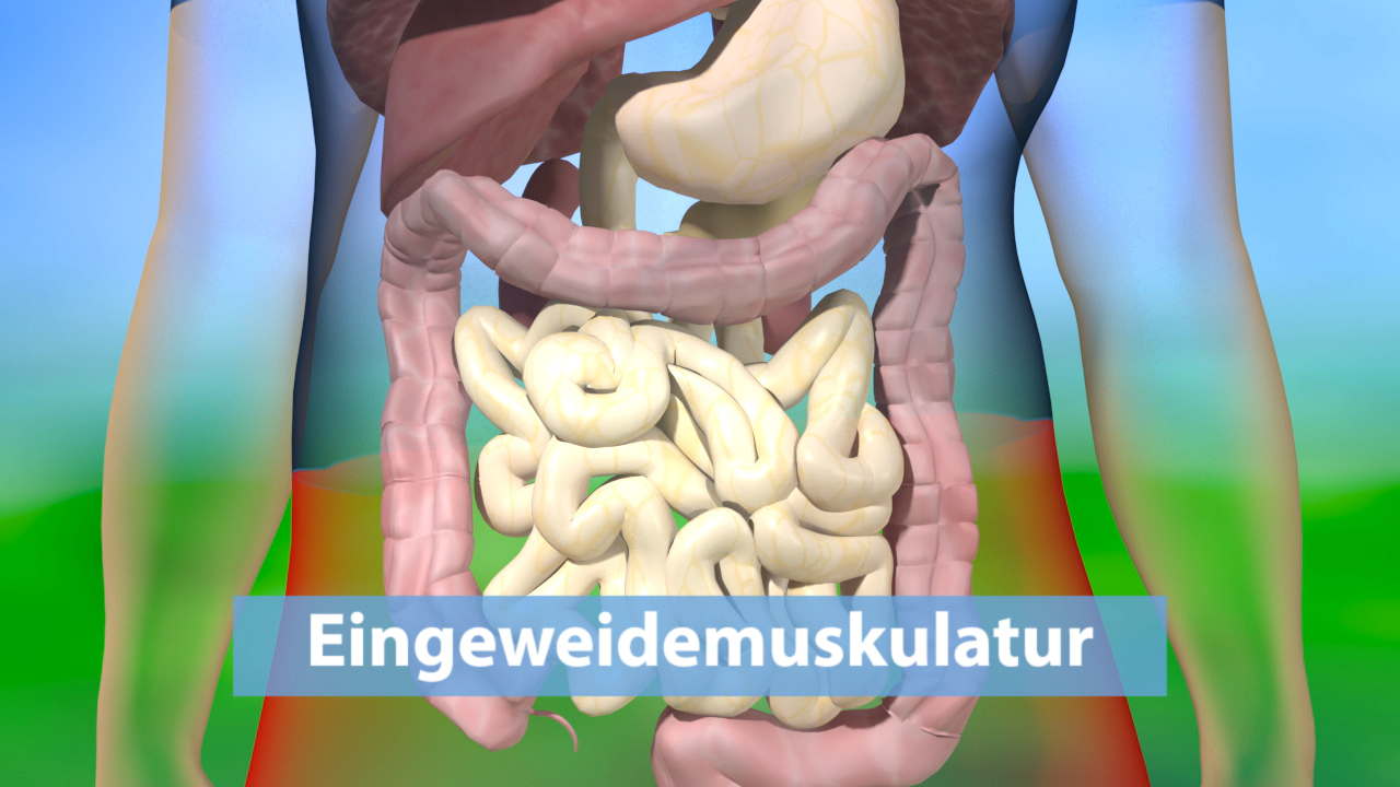 3D-Darstellung des menschlichen Verdauungssystems mit hervorgehobener Eingeweidemuskulatur.