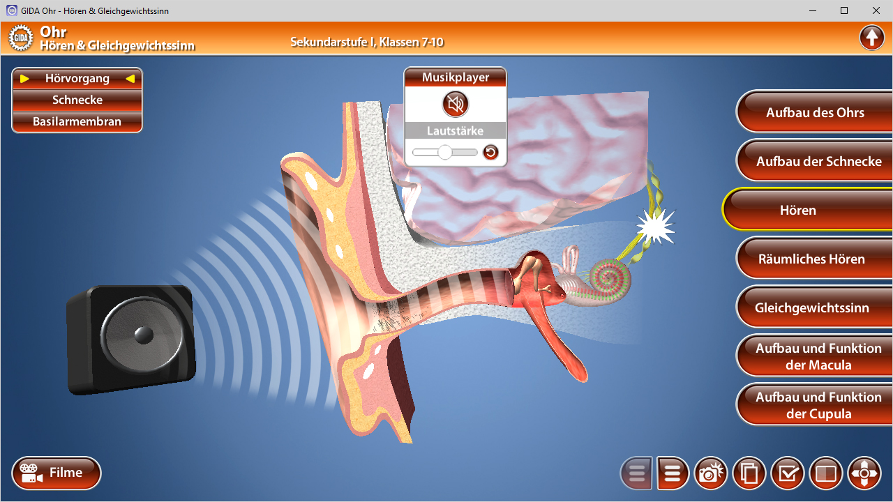 Grafik des menschlichen Ohrs mit Beschriftungen zu den verschiedenen Teilen wie Hörnorgane, Schnecke und Basilar-Membran, sowie einem Musikplayer.