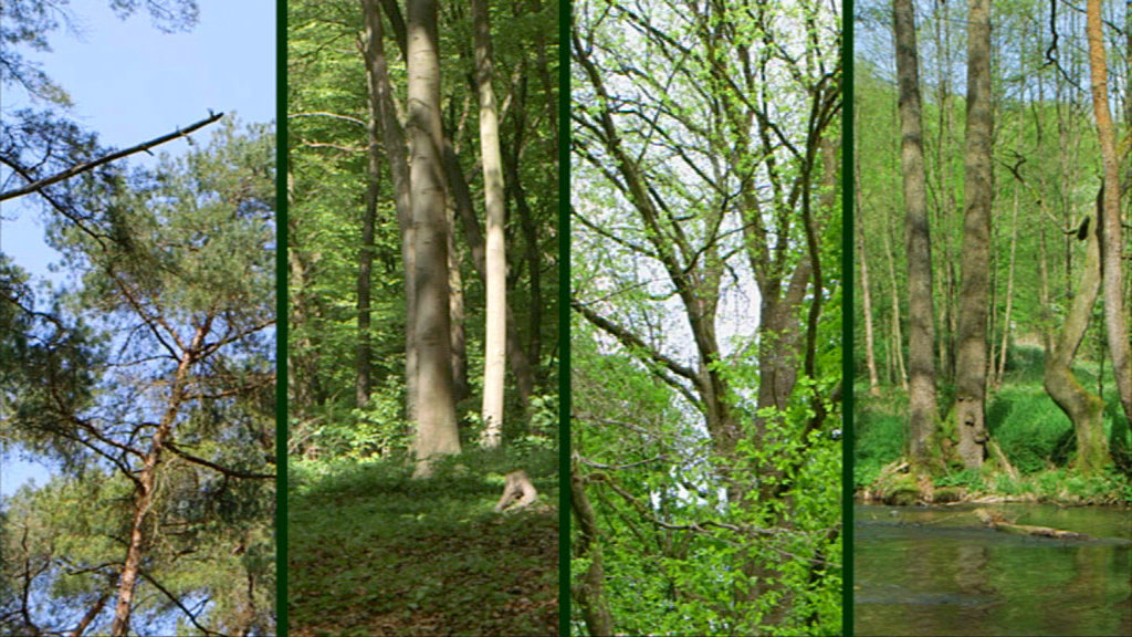Eine Collage von Bäumen in verschiedenen Grüntönen und Baumarten, die einen Wald darstellen.