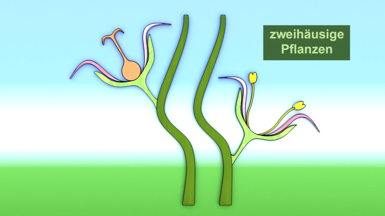 Diagramm, das zweihäusige Pflanzen mit männlichen und weiblichen Blüten zeigt.