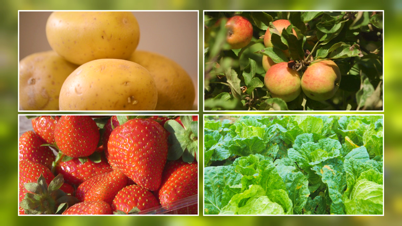 Verschiedene frische Lebensmittel: Kartoffeln, Äpfel, Erdbeeren und Kopfsalat.