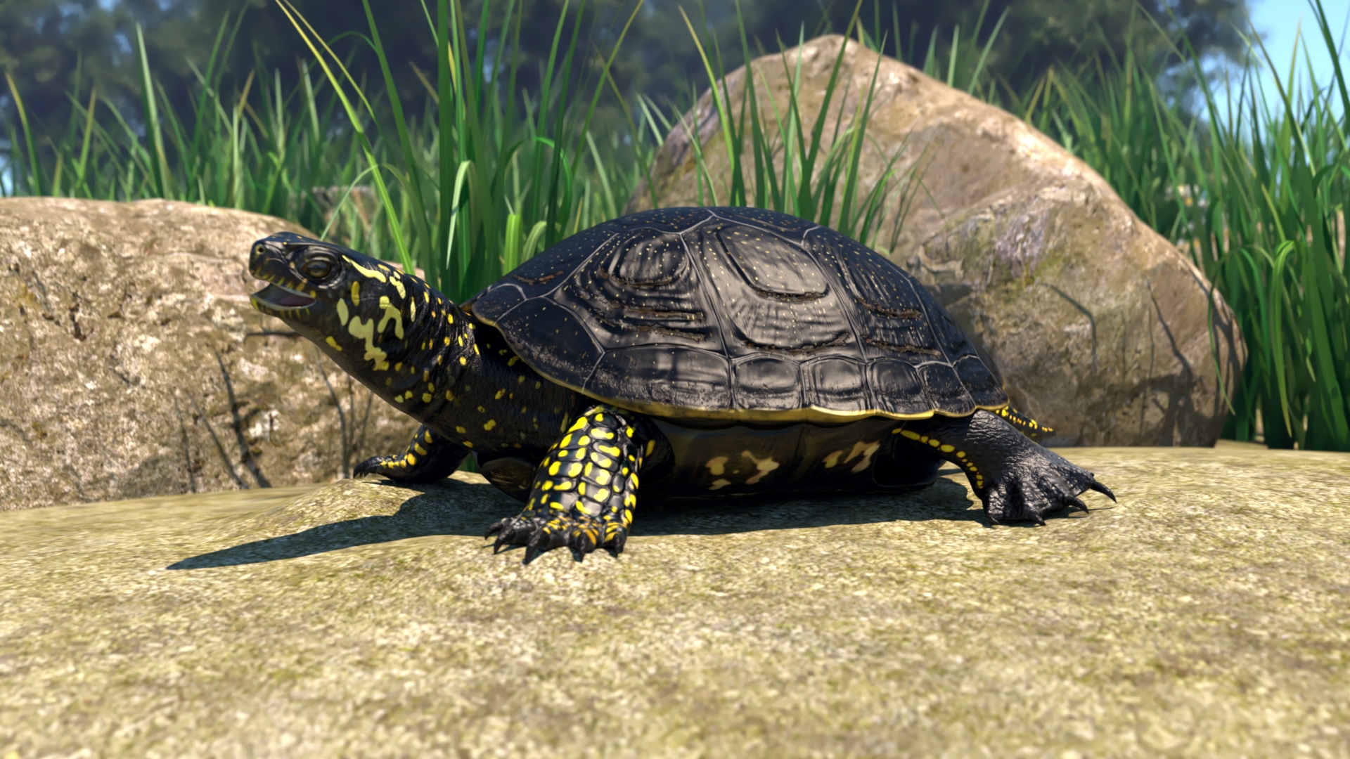 Schildkröte mit schwarzem Panzer und gelben Flecken sitzt auf einem Stein vor Gras und Felsen
