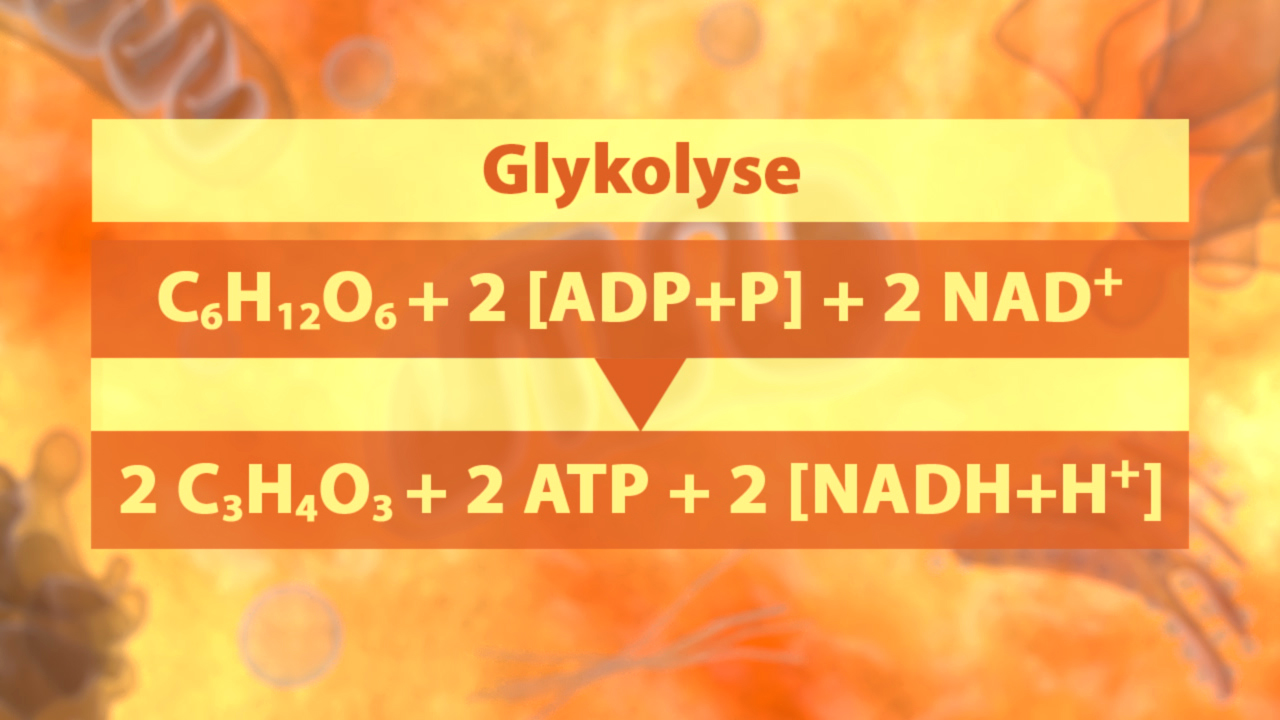 Diagramm zur Glykolyse, zeigt chemische Reaktion: Glukose zu Pyruvat mit ATP und NADH Produktion.