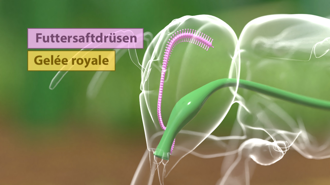 Diagramm, das die Futterdrüsen und Gelée royale bei Bienen zeigt.