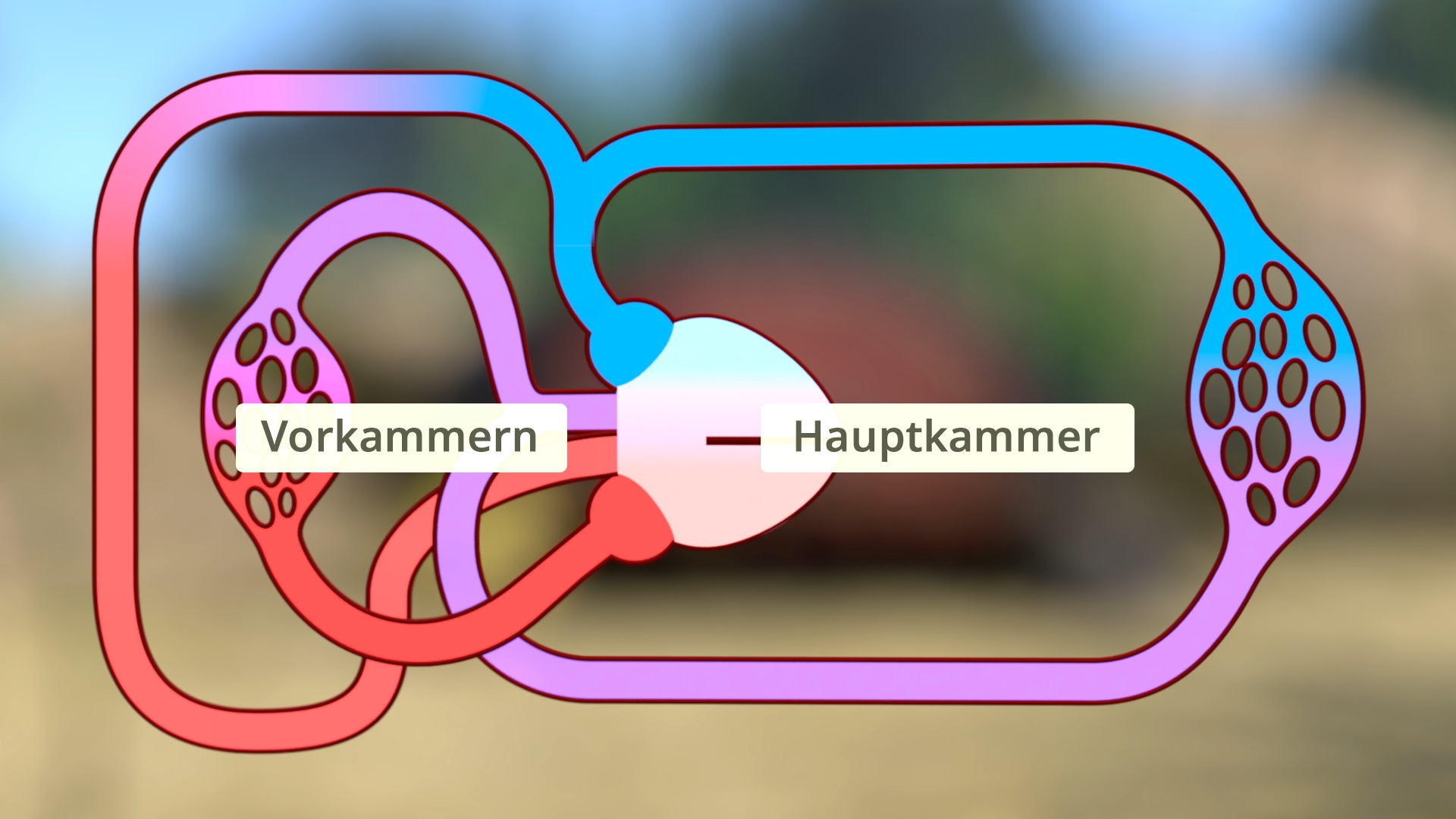 Schematische Darstellung eines Kreislaufs mit Vorkammern und Hauptkammer in verschiedenen Farben vor unscharfem Hintergrund