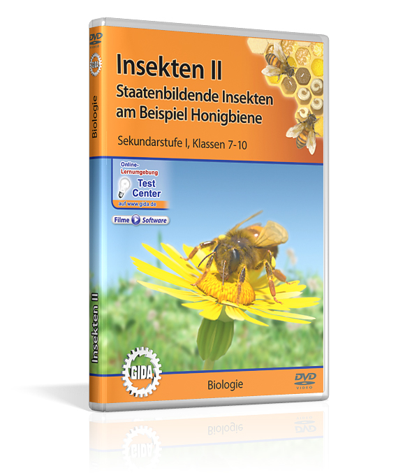 DVD-Cover mit dem Titel 'Insekten II' für Sekundarstufe 1. Es zeigt eine Honigbiene.