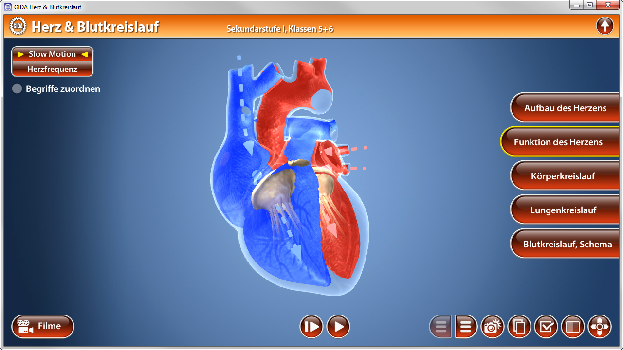 Interaktive Darstellung des menschlichen Herzens mit farblichen Markierungen für verschiedene Bereiche.