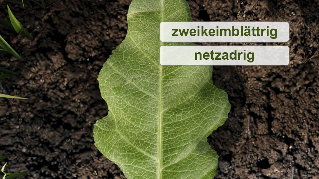 Ein großes, grünes Blatt liegt auf dunkler Erde, beschriftet mit 'zweikeimblättrig' und 'netzadrig'.