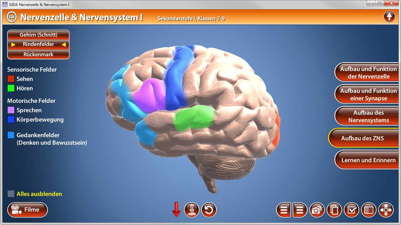 3D-Darstellung des menschlichen Gehirns mit farbigen Bereichen für sensorische und motorische Felder sowie Gedankenfelder.