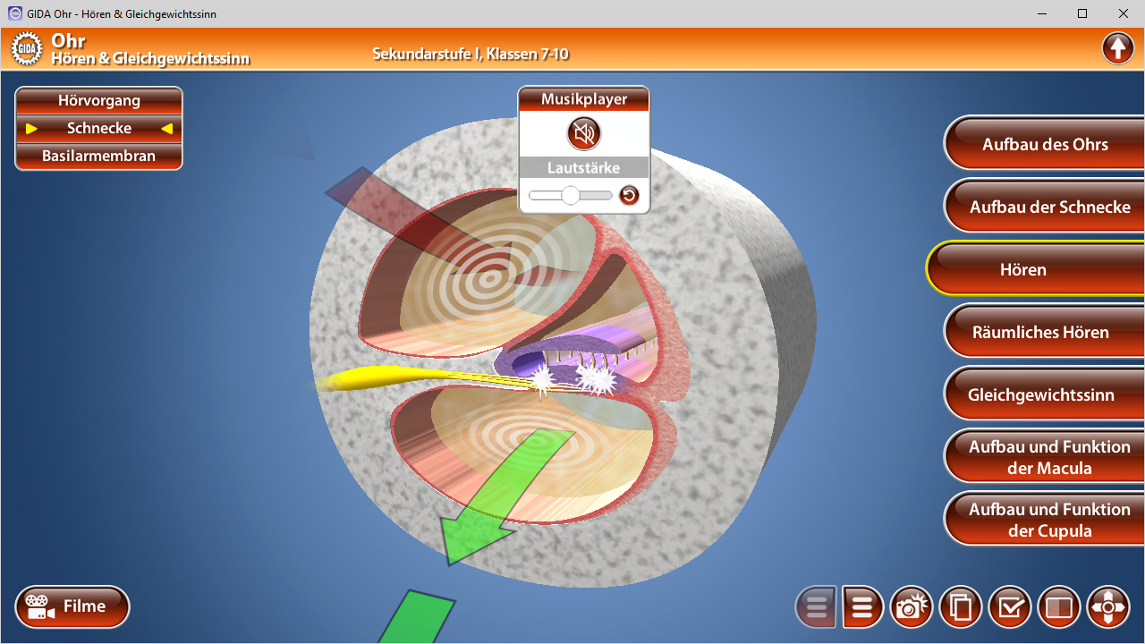 3D-Diagramm des menschlichen Ohrs mit hervorgehobenen Teilen wie der Schnecke und dem Hörnerv, zeigt Funktionen des Hörens.