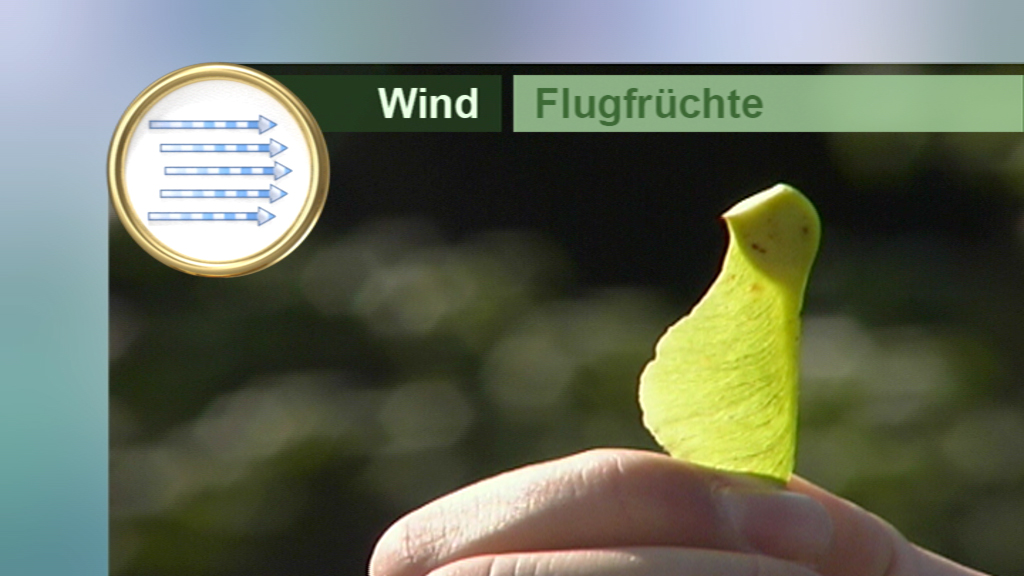 Eine Hand hält ein grünes Flugfruchtblatt, während Windpfeile im Hintergrund angezeigt werden.