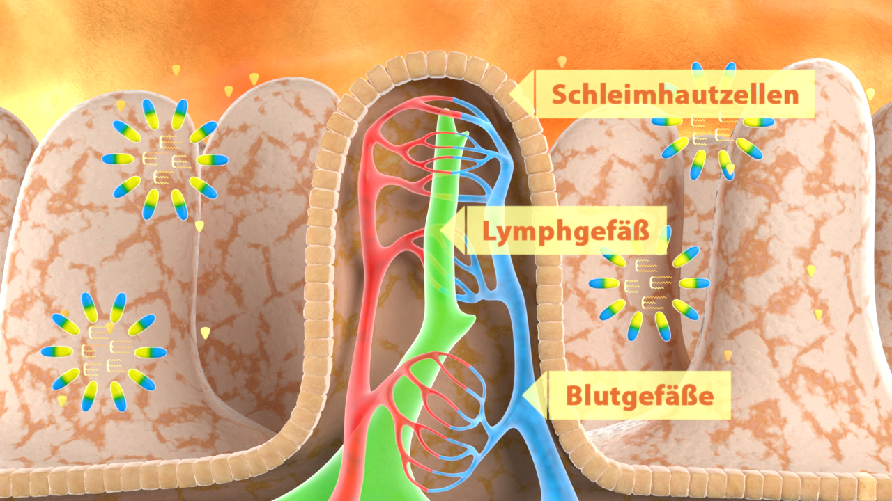 Diagramm des menschlichen Darms mit Schleimhautzellen, Lymphgefäßen und Blutgefäßen.
