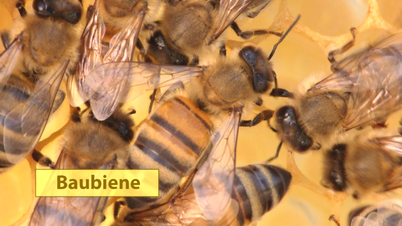 Nahaufnahme von Baubienen auf einer Wabe, einige mit gelben Streifen auf dem Hinterleib.